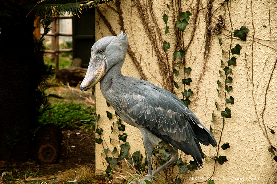 ueno park 51.jpg - 上野公園